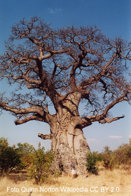 Baum, Foto von Pixelquelle