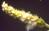 Babylonische Trauer-Weide Salix babylonica Blüte