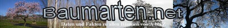 alle Baumarten von A-Z Liste aller Bäume