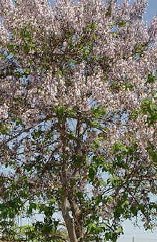 Chinesischer Blauglockenbaum