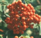 Eberesche Sórbus aucupária Frucht