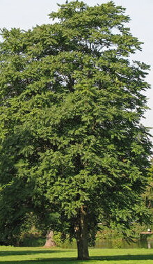 Götterbaum