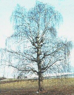 Hänge-Birke