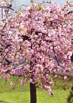Japanische Blütenkirsche