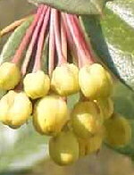 Julianes Berberitze Berberis julianae Früchte