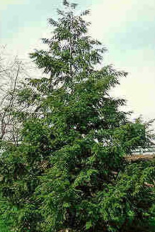 Kanadische Hemlock