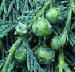 Nootka-Scheinzypresse Chamaecyparis nootkatensis Blüten