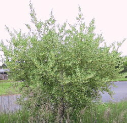 Schirm-Ölweide