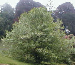 Taschentuchbaum