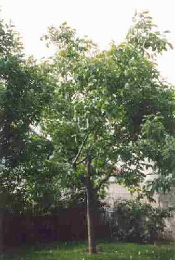 Walnussbaum