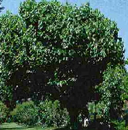 Weier Maulbeerbaum