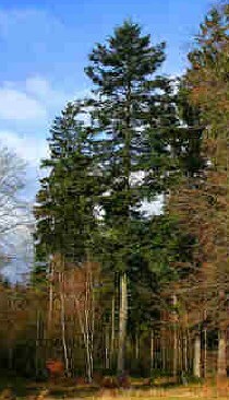 Weiß-Tanne