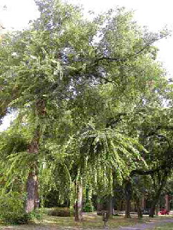 Westlicher Zürgelbaum