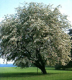 Zweigriffeliger Weißdorn
