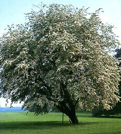 Zweigriffeliger Weidorn