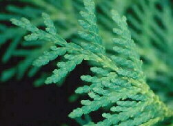 Abendländischer Lebensbaum Thuja occidentalis Blatt